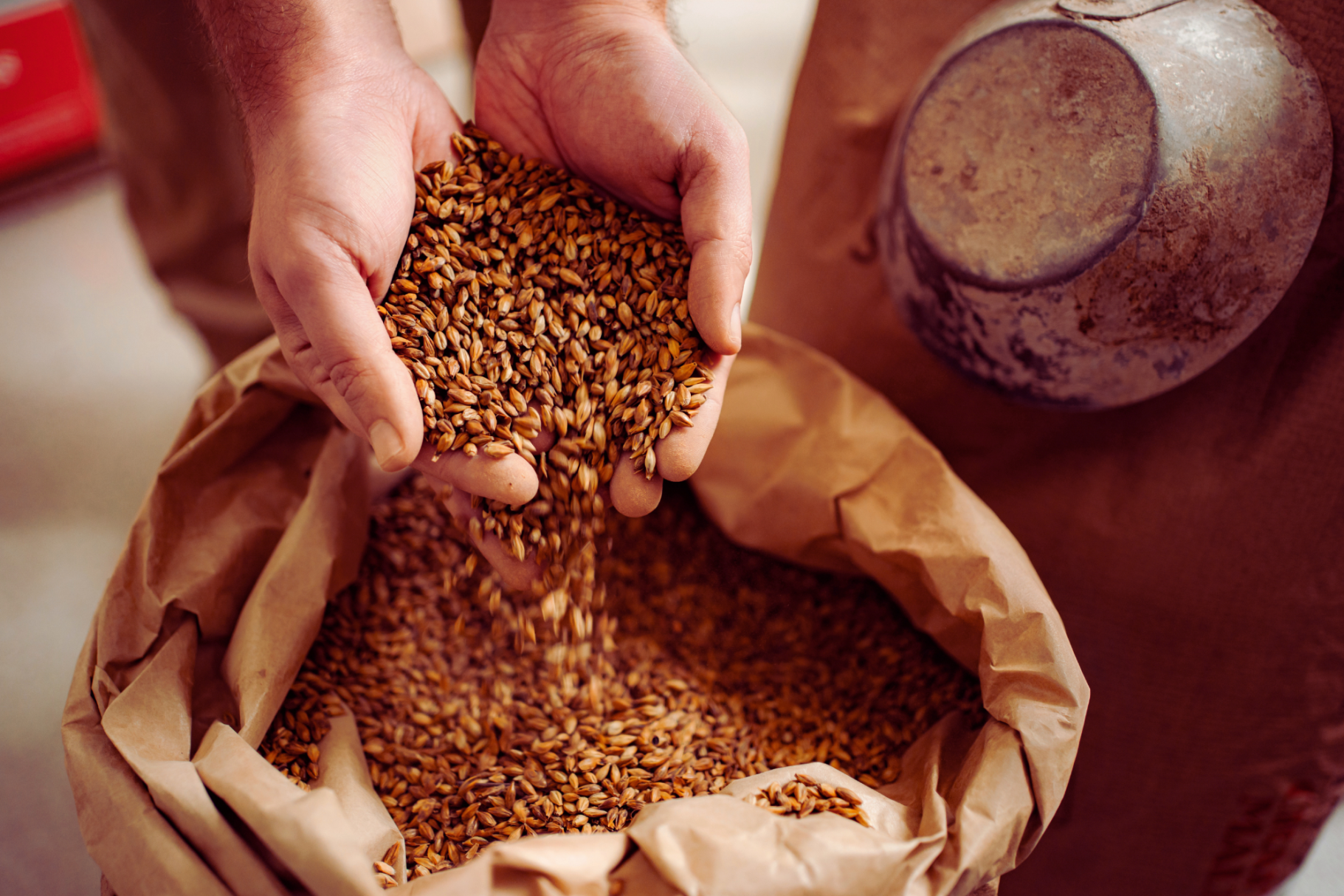 Barley Malt Brewing Ingredients